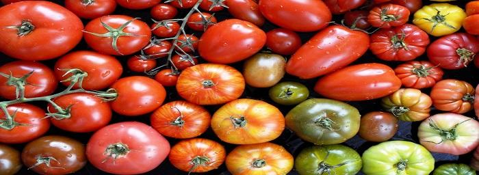 banniere-tomates.jpg