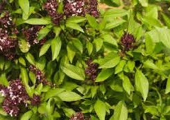 Graines De BASILIC THAI Ocimum Basilicum