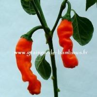 057 piment penis orange 350 x 350