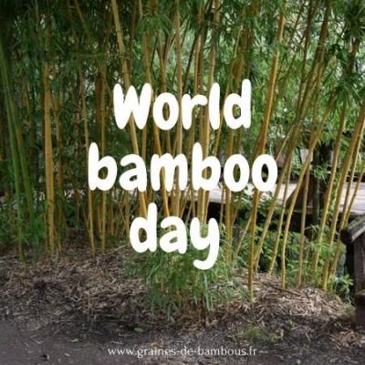 world bamboo day 2024 graines de bambous fr