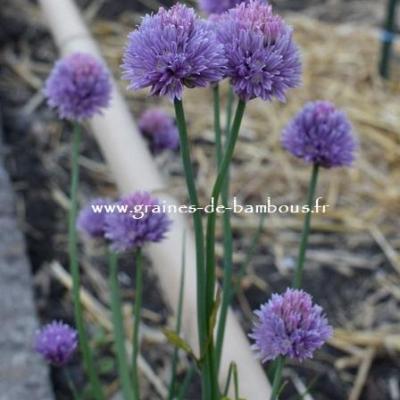 Ciboulette graines de bambous fr