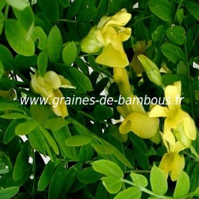 acacia-jaune-caragana-arborescens-www-graines-de-bambous-fr-2.jpg