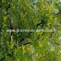 acacia-jaune-caragana-arborescens-www-graines-de-bambous-fr-3.jpg