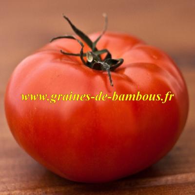 Tomate ace 55 vf fruit