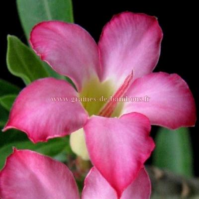 Adenium arabicum black giant graines