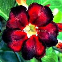 Adenium black fire