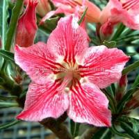 Adenium dance of butterfly