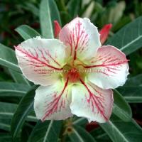 Adenium elegant ballerina