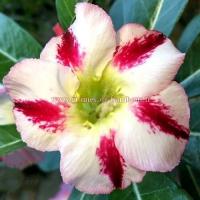 Adenium flagrant delight