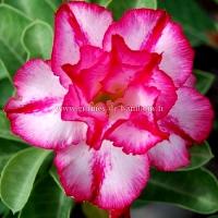 Adenium fleur double