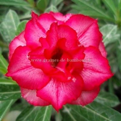 Graines adenium obesum double blush