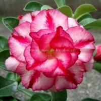 Adenium obesum double moons