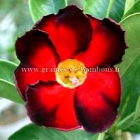 Adenium obesum rouge et noir