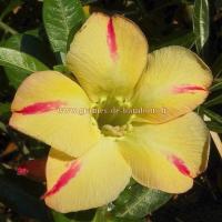 Adenium star of yellow dream