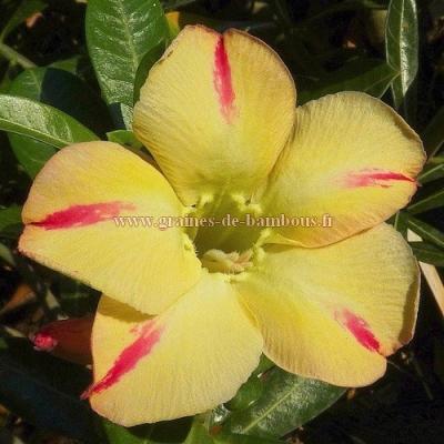 Graines adenium star of yellow dream