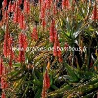 aloe-arborescens-www-graines-de-bambous-fr-4.jpg