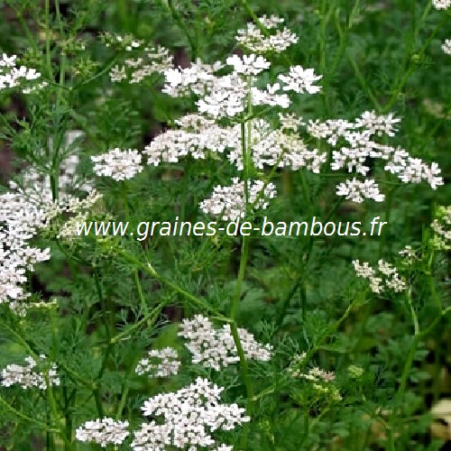 Graines d'anis vert (Pimpinella anisum) - L'Herboristerie Yannick