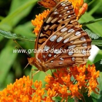 Asclepias tuberosa graines de bambous fr 1