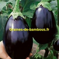 Aubergine black beauty graines de bambous eu