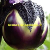 Aubergine ronde de valence graines de bambous eu