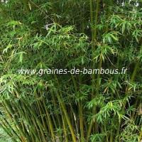 Bambou arundinacea 30 graines