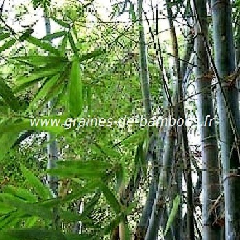 Dendrocalamus Giganteus: Un Bambou Géant Non Traçant ! - Bambou en