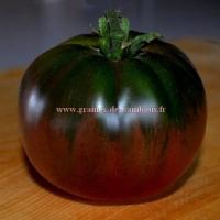 Black russian graines de tomate