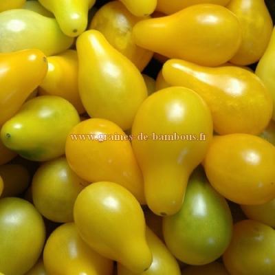 Cerise poire jaune tomate graines de bambous fr