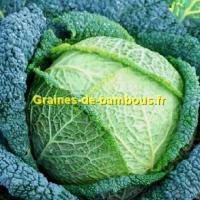 Chou vert de milan gros des vertus graines de legumes