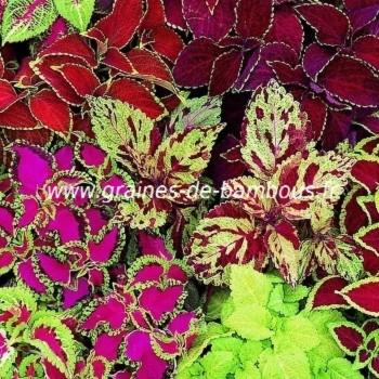 Coleus arc en ciel