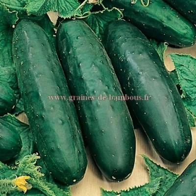 Concombre marketmore cucumis sativus