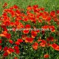 Coquelicot papaver