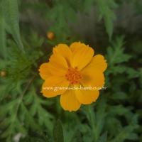 Cosmos lemon crest graines de bambous fr