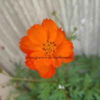 Cosmos orange crest graines de bambous fr 1