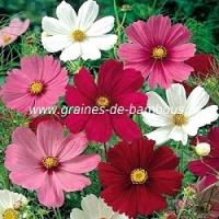 Cosmos sensation mix varie