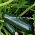 Courgette verte des maraichers graines seeds samen