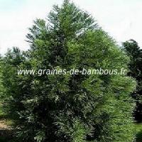 cryptomeria-japonica-arbre-sacre-du-japon-www-graines-de-bambous-fr.jpg