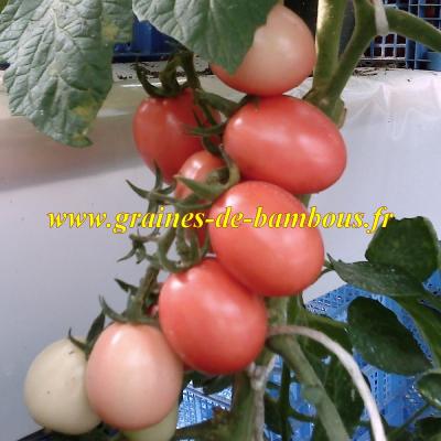 Tomate pink thai graines de tomate rose