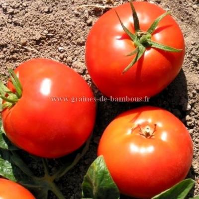 Graines de tomate non traitee druzba