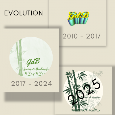 Evolution graines de bambous 2025