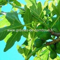 figuier-ficus-carica-fruit-www-graines-de-bambous-fr-1.jpg