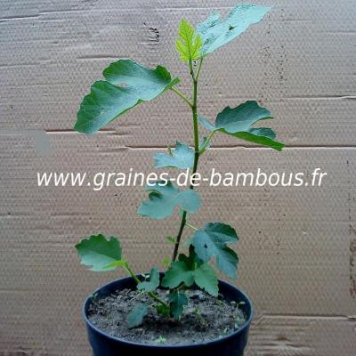 figuier-ficus-carica-fruit-www-graines-de-bambous-fr-1.jpg