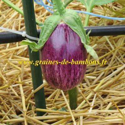 Graines aubergine tsakoniki fruit