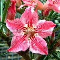 Graines adenium dance of butterfly