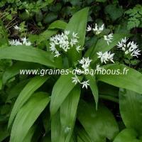 Graines ail des ours allium ursinum