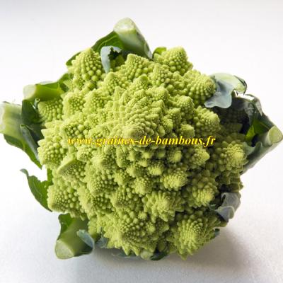 Chou fleur romanesco vert semences