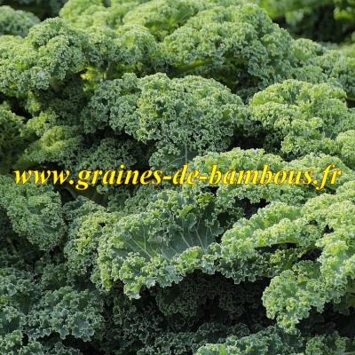 Chou vert frise demi nain graines de bambous fr