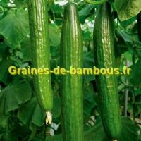 Graines concombre long de chine