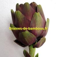 Graines d artichaut violet de provence