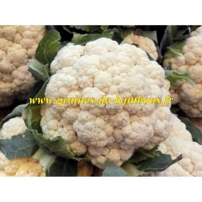 Graines chou fleur boule de neige sur notre site